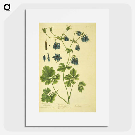 アートポスター-Aquilegia
 - 国立医学図書館 Poster.