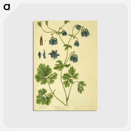 アートポストカード-Aquilegia
 - 国立医学図書館 Postcard.