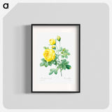 Yellow rose - Pierre Joseph Redouté Poster.