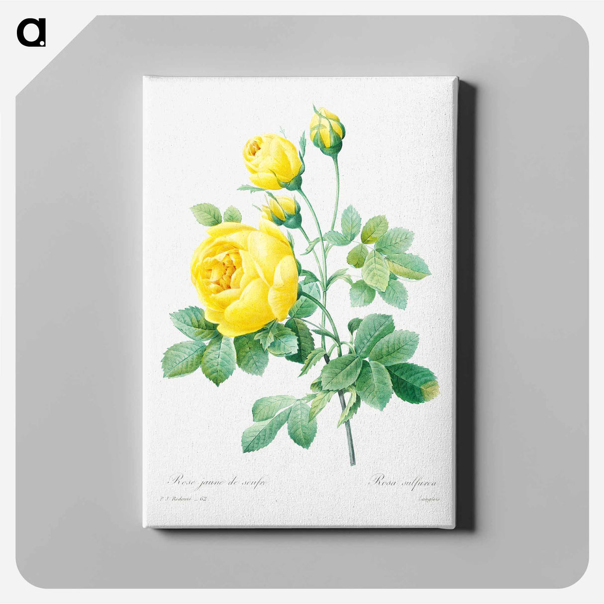 アートパネル-Yellow rose - ピエール ジョゼフ ルドゥーテ Canvas.