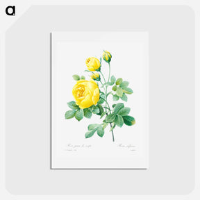 アートポストカード-Yellow rose - ピエール ジョゼフ ルドゥーテ Postcard.