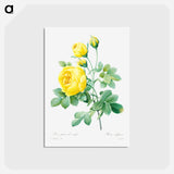 アートポストカード-Yellow rose - ピエール ジョゼフ ルドゥーテ Postcard.
