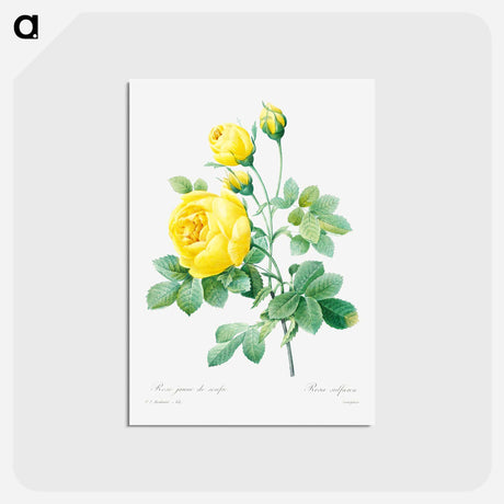 アートポストカード-Yellow rose - ピエール ジョゼフ ルドゥーテ Postcard.