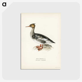 3-19_Svenska-Faglar_postcard