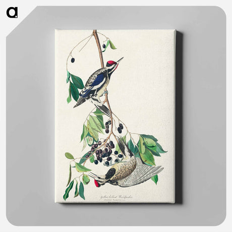 アートパネル-Yellow bellied Woodpecker
 - アメリカの鳥たち Canvas.