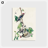 アートポストカード-Yellow bellied Woodpecker
 - アメリカの鳥たち Postcard.