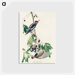 アートポストカード-Yellow bellied Woodpecker
 - アメリカの鳥たち Postcard.
