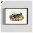 アートポスター-Australian Whimbrel
 - オーストラリアの鳥 Poster.