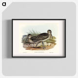 アートポスター-Australian Whimbrel
 - オーストラリアの鳥 Poster.