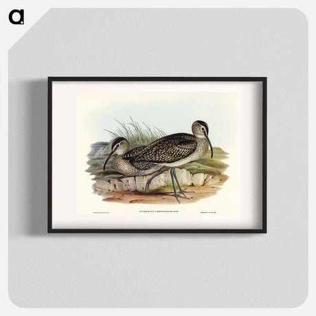 アートポスター-Australian Whimbrel
 - オーストラリアの鳥 Poster.