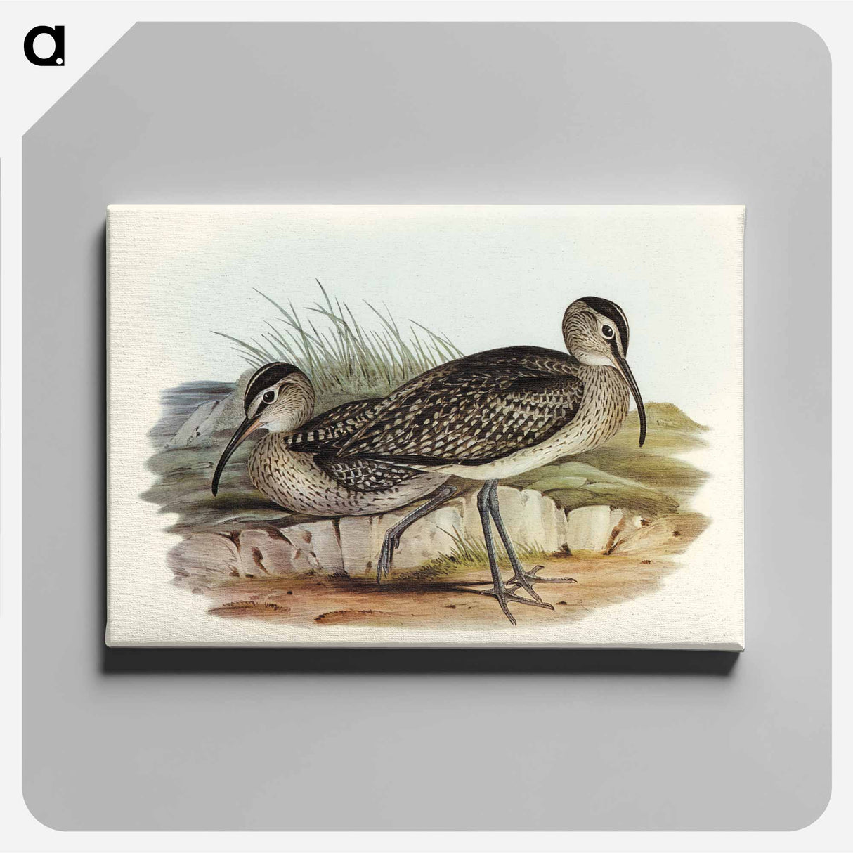 アートパネル-Australian Whimbrel
 - オーストラリアの鳥 Canvas.