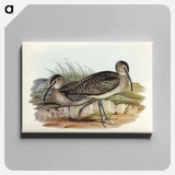 アートパネル-Australian Whimbrel
 - オーストラリアの鳥 Canvas.
