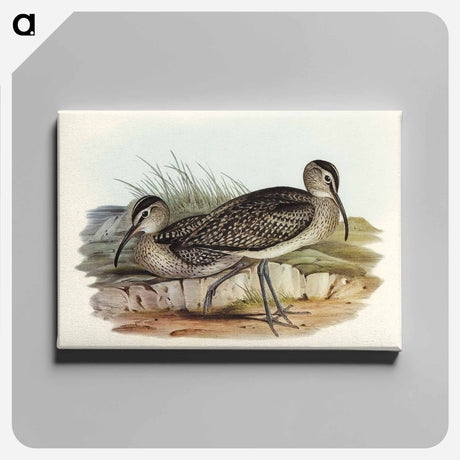 アートパネル-Australian Whimbrel
 - オーストラリアの鳥 Canvas.