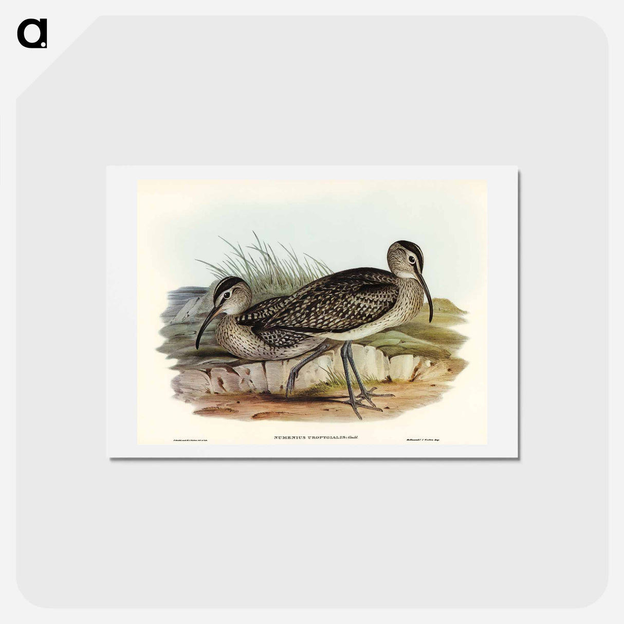 アートポストカード-Australian Whimbrel
 - オーストラリアの鳥 Postcard.