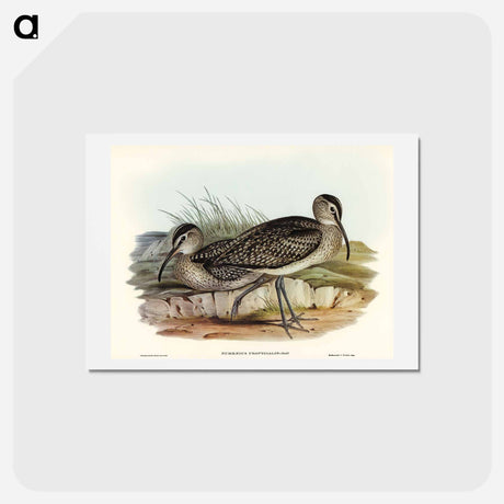 アートポストカード-Australian Whimbrel
 - オーストラリアの鳥 Postcard.