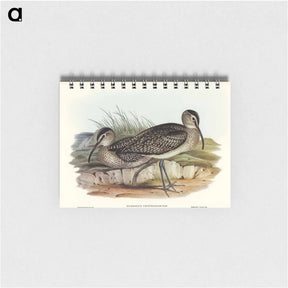 アートメモ帳-Australian Whimbrel
 - オーストラリアの鳥 Memo.