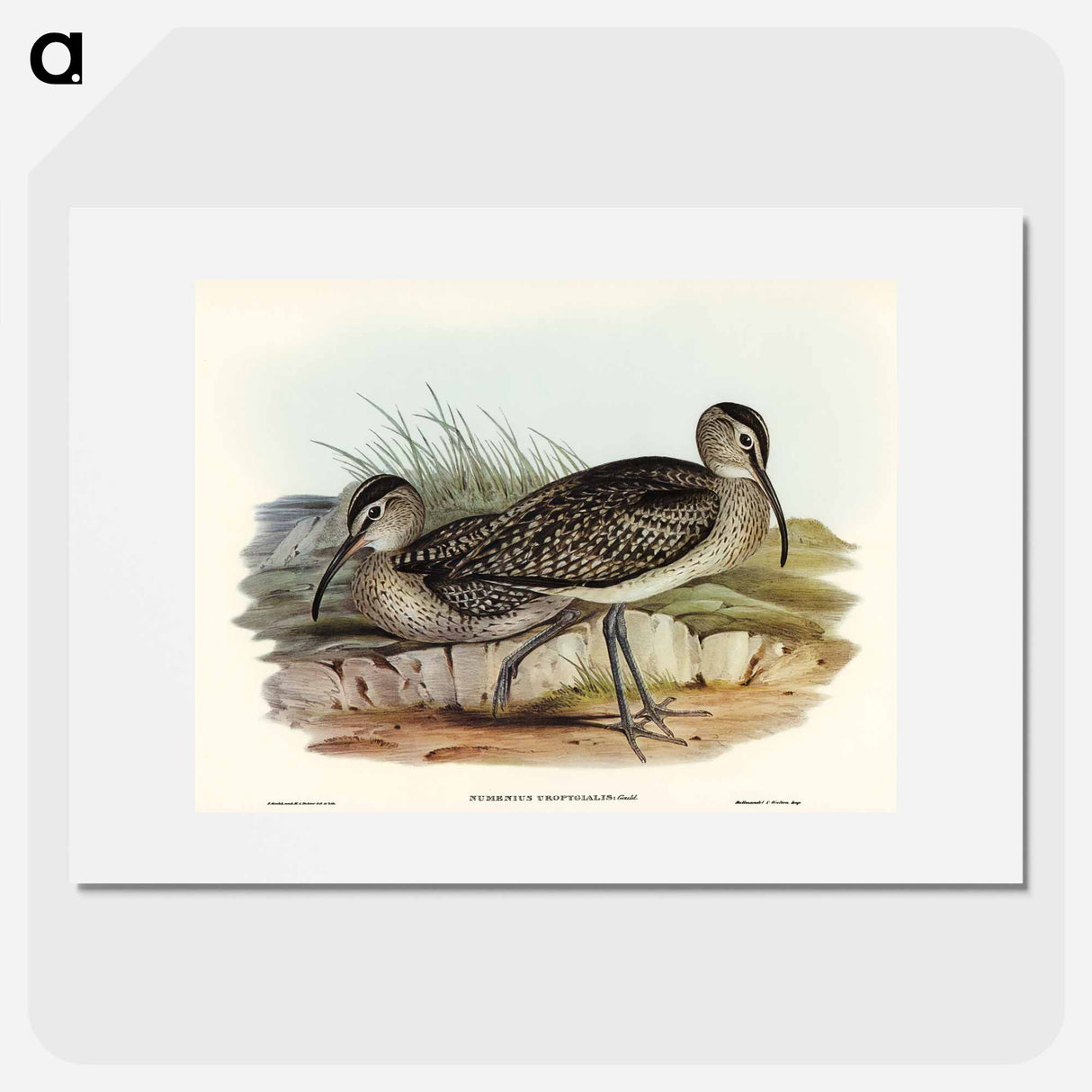 アートポスター-Australian Whimbrel
 - オーストラリアの鳥 Poster.