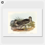 アートポスター-Australian Whimbrel
 - オーストラリアの鳥 Poster.