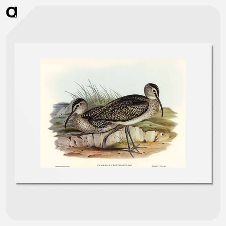 アートポスター-Australian Whimbrel
 - オーストラリアの鳥 Poster.