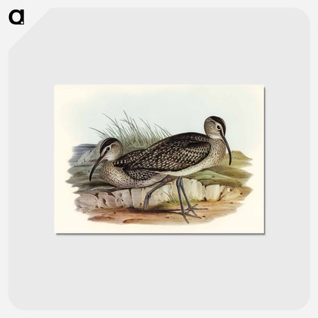 アートポストカード-Australian Whimbrel
 - オーストラリアの鳥 Postcard.