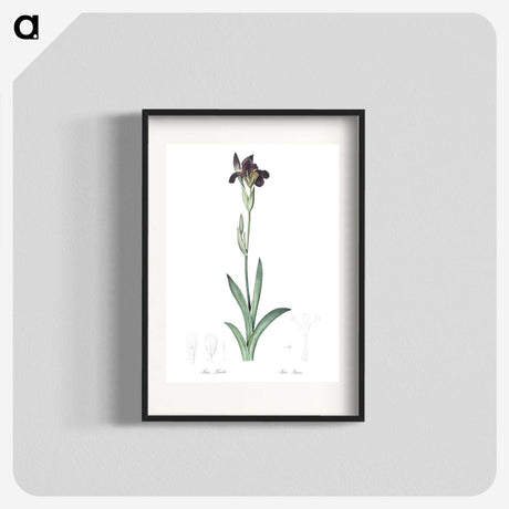 3-19_The-Lilies_blk