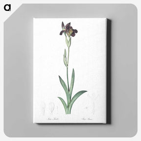 3-19_The-Lilies_canvas