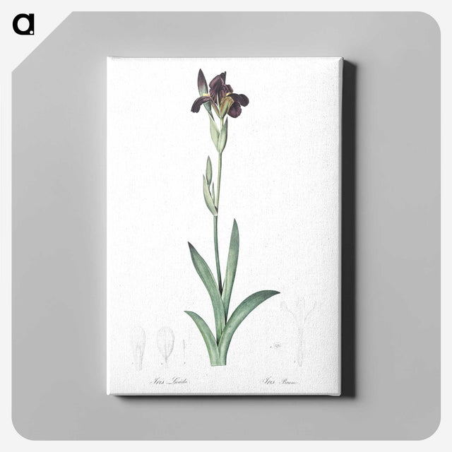 3-19_The-Lilies_canvas