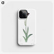3-19_The-Lilies_phone