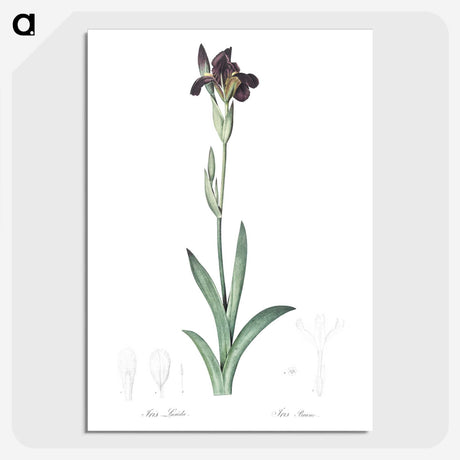 3-19_The-Lilies_picture-crop
