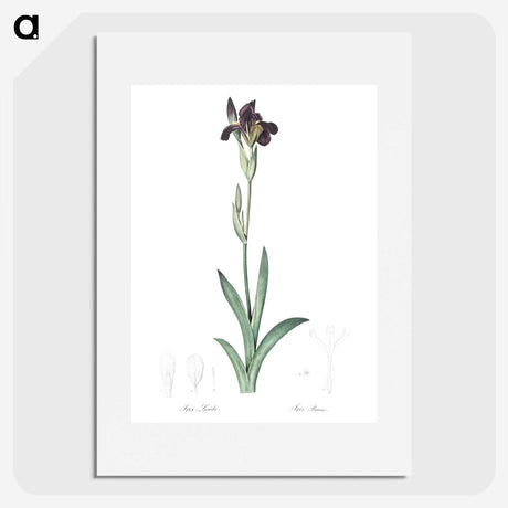 3-19_The-Lilies_picture