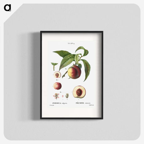 3-19_Treatise-on-Trees-and-Shrubs_blk