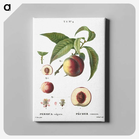3-19_Treatise-on-Trees-and-Shrubs_canvas
