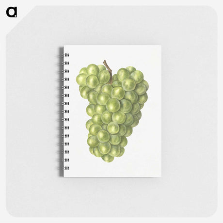 3-19_USDA-Watercolor-Fruit-Painting-Collection_memo