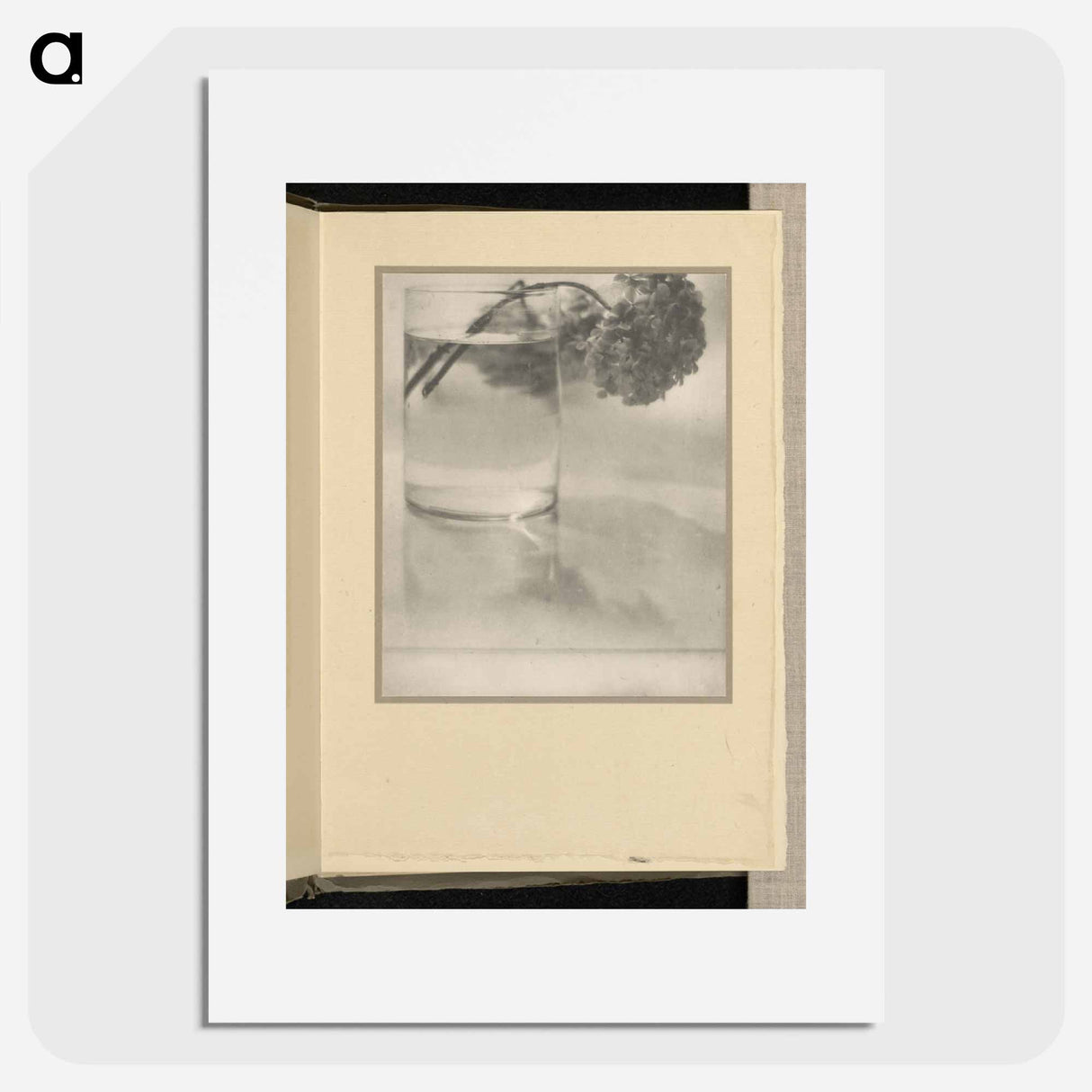 Still Life [hydrangea in glass] - アルフレッド スティーグリッツ Poster.