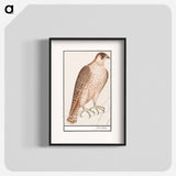 Saker Falcon - アンセルムス ボエティウス デ ブート Poster.