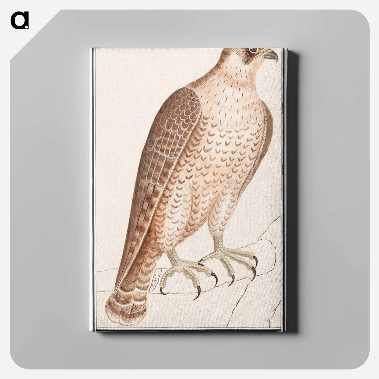 Saker Falcon - アンセルムス ボエティウス デ ブート Canvas.