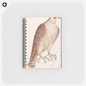 アートメモ帳-Saker Falcon - アンセルムス ボエティウス デ ブート Memo.