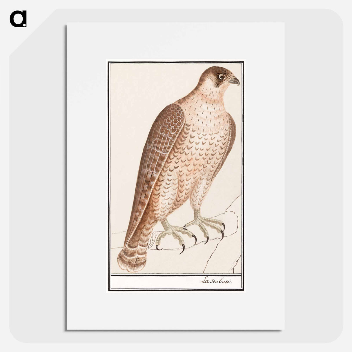Saker Falcon - アンセルムス ボエティウス デ ブート Poster.