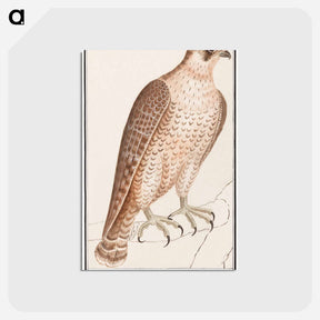 アートポストカード-Saker Falcon - アンセルムス ボエティウス デ ブート Postcard.