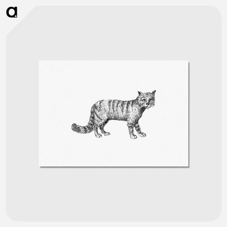 アートポストカード-Blackwood's Cat
 - 大英図書館 Postcard.