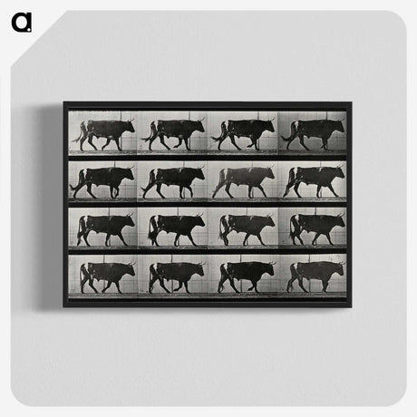 3-1_Eadweard-Muybridge_blk-crop