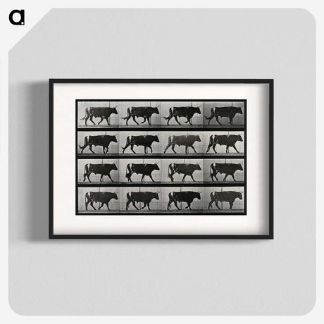 3-1_Eadweard-Muybridge_blk