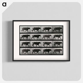 アートポスター-Walking Bull
 - エドワード マイブリッジ Poster.