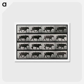 アートポストカード-Walking Bull
 - エドワード マイブリッジ Postcard.