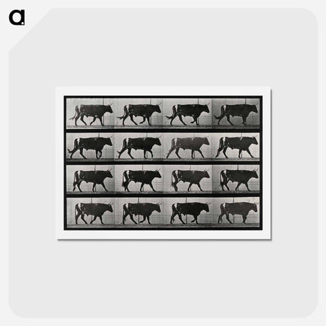 アートポストカード-Walking Bull
 - エドワード マイブリッジ Postcard.