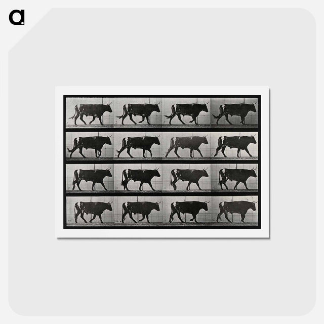 アートポストカード-Walking Bull
 - エドワード マイブリッジ Postcard.