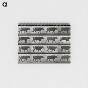 3-1_Eadweard-Muybridge_memo