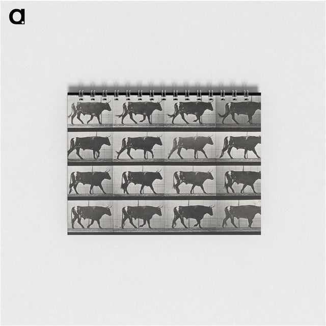 3-1_Eadweard-Muybridge_memo