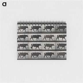 アートメモ帳-Walking Bull
 - エドワード マイブリッジ Memo.