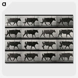 3-1_Eadweard-Muybridge_picture-crop